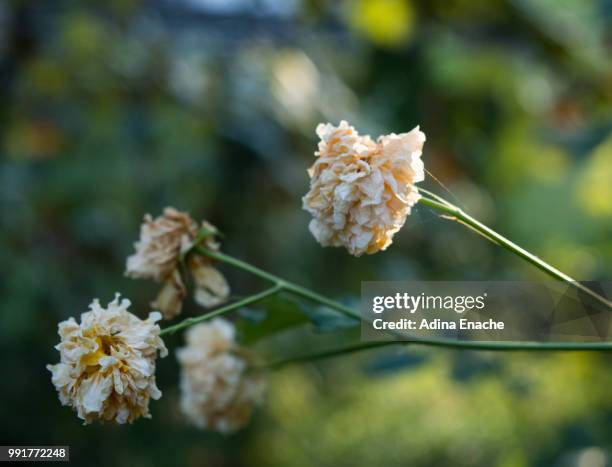 dead flowers project - adina stock pictures, royalty-free photos & images