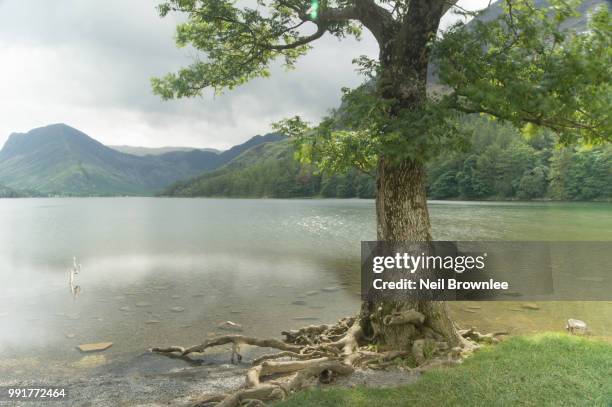 35 Brownlee Woods Stock Photos, HighRes Pictures, and Images Getty