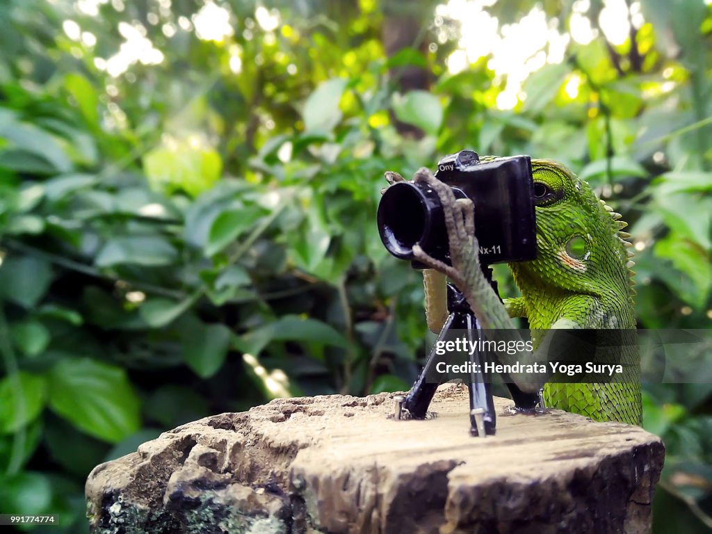 The photographer