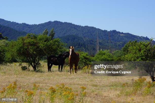 caballos, quinchamali - caballos stockfoto's en -beelden