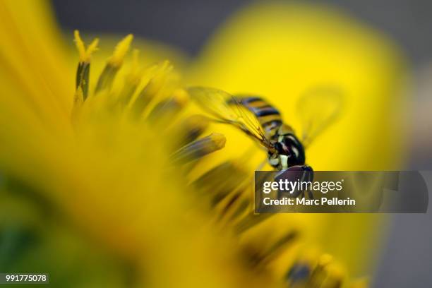 abeille curieuse - abeille stock pictures, royalty-free photos & images