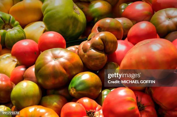 tomatoes, tomatoes, tomatoes... - goffin bildbanksfoton och bilder