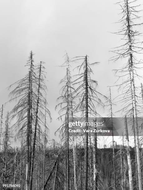 dead forest - lluvia ácida fotografías e imágenes de stock