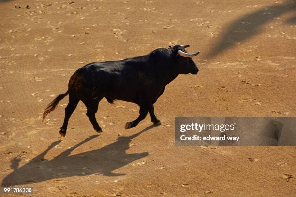 img_7085.jpg - bullfight stock pictures, royalty-free photos & images