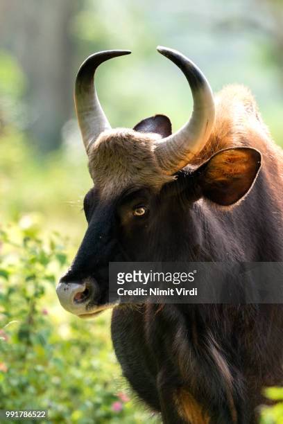 a gaur in bandipur national park, india. - bandipur national park imagens e fotografias de stock