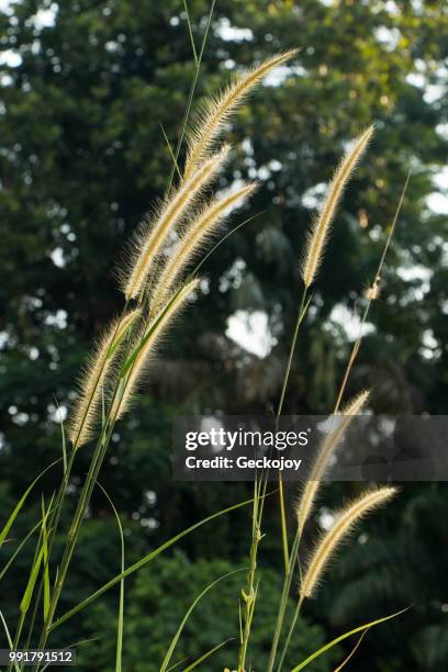 fountain grass - fountain grass stock pictures, royalty-free photos & images