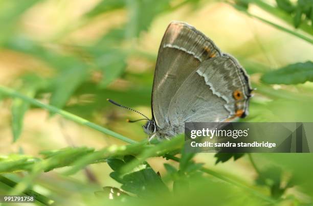 a stunning purple hairstreak butterfly (favonius quercus) searching for moisture deep down in the undergrowth on the ground. - hertford hertfordshire stock-fotos und bilder