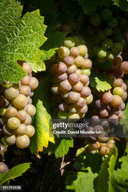 Snowshell Riesling 161 Bunch Of Riesling Stock Photos, High-Res Pictures, and Images ...