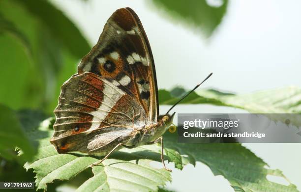 a rare purple emperor butterfly (apatura iris) perching on a leaf in woodland. - hertford hertfordshire stockfoto's en -beelden