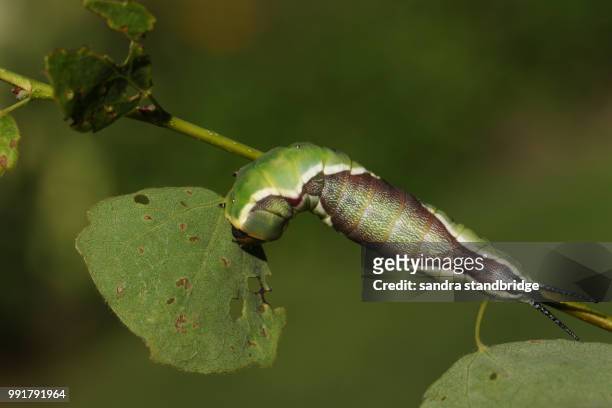 a puss moth caterpillar (cerura vinulais) feeding on an aspen tree leaf (populus tremula) in woodland. - hertford hertfordshire fotografías e imágenes de stock