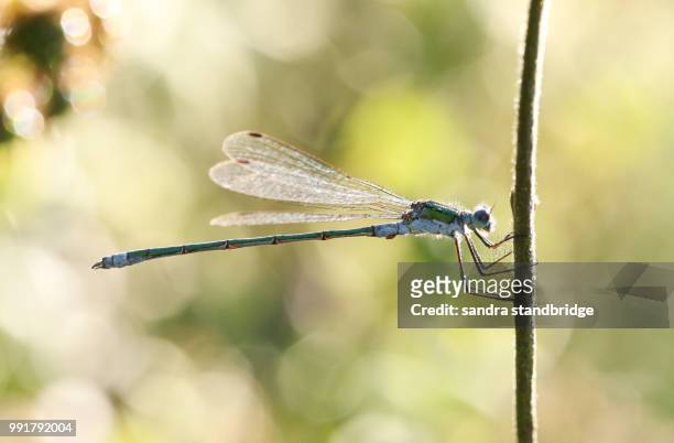 a back lit male emerald damselfly (lestes sponsa) perching on a twig at the edge of the water. - sponsa stock-fotos und bilder