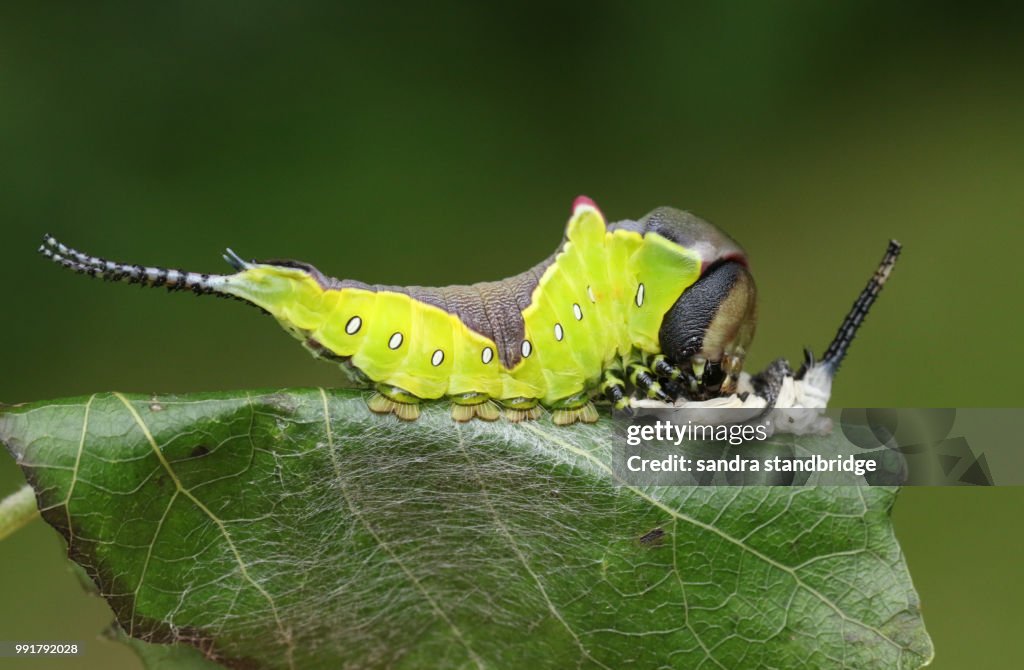 A Puss Moth Caterpillar (Cerura vinulais) resting on an Aspen tree leaf (Populus tremula) in woodland just after it has shed its skin.
