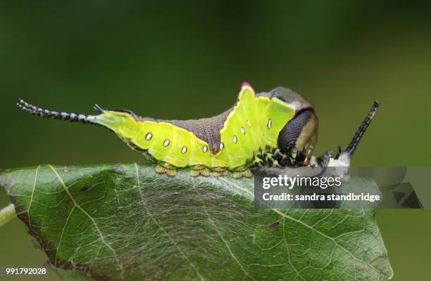 a puss moth caterpillar (cerura vinulais) resting on an aspen tree leaf (populus tremula) in woodland just after it has shed its skin. - hertford hertfordshire stockfoto's en -beelden