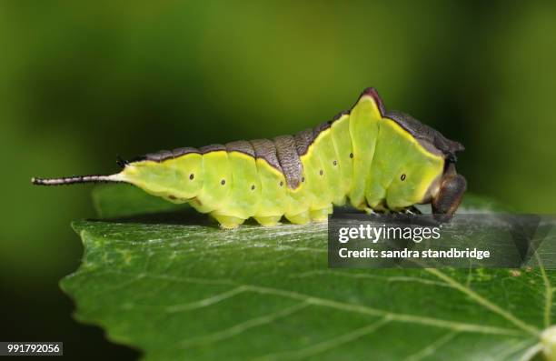 a puss moth caterpillar (cerura vinulais) perching on a leaf in woodland. - hertford hertfordshire fotografías e imágenes de stock