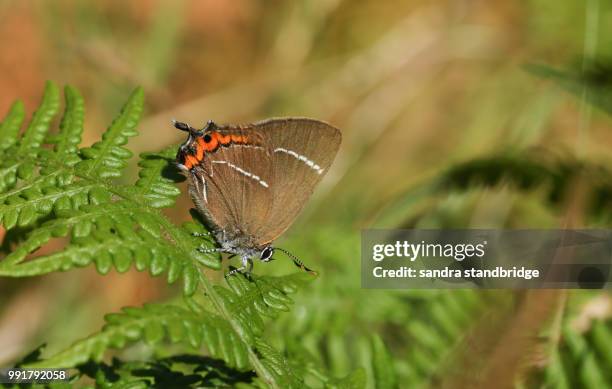 a pretty rare white-letter hairstreak butterfly (satyrium w-album) perching on a bracken leaf. - hertford hertfordshire stockfoto's en -beelden