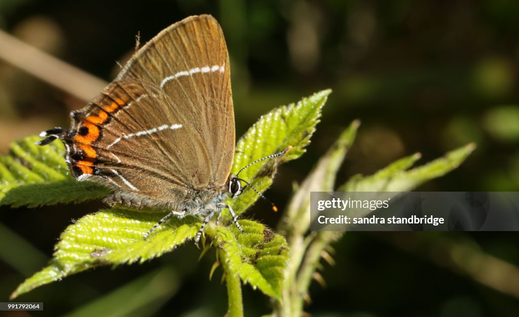 A pretty rare White-letter Hairstreak Butterfly (satyrium w-album) perching on a bramble leaf.