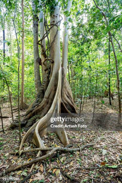Butressed Trees 110 Buttressed Trees Stock Photos, High-Res Pictures, and Images ...