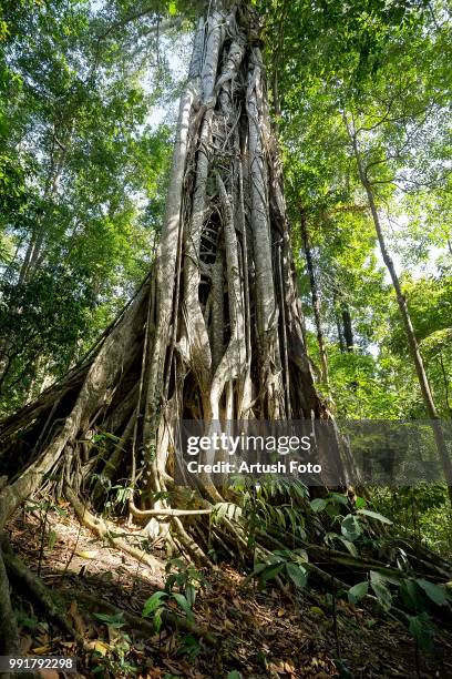 Butressed Trees 110 Buttressed Trees Stock Photos, High-Res Pictures, and Images ...