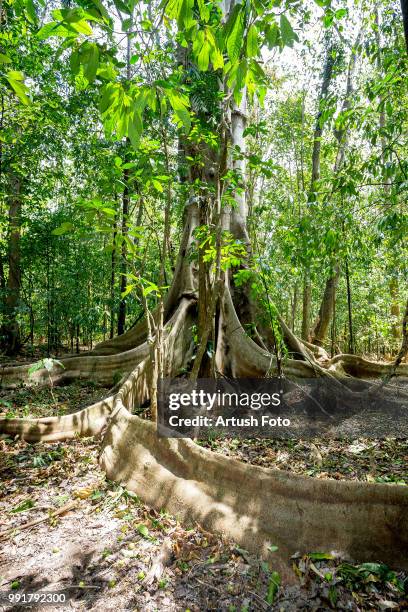 Butressed Trees Buttressed Trees Photos and Premium High Res Pictures - Getty Images
