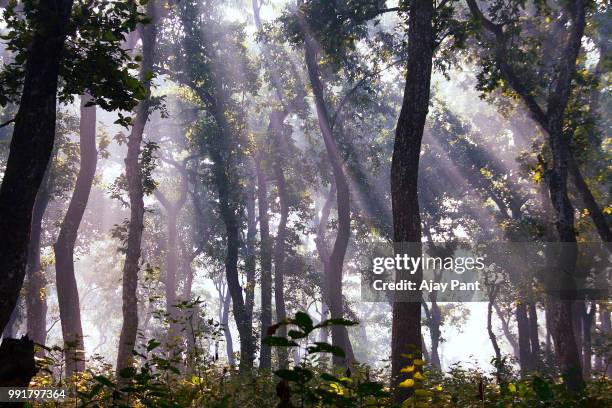 chitwan national park - chitwan - fotografias e filmes do acervo