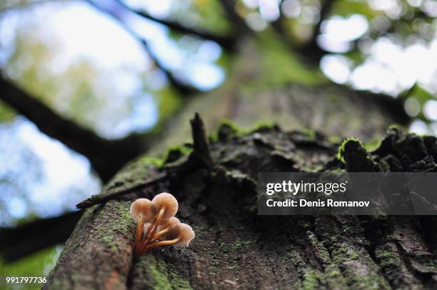 mushrooms on a tree - romanov stock pictures, royalty-free photos & images