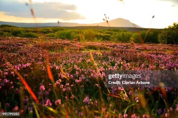 iceland - ciprian stock pictures, royalty-free photos & images