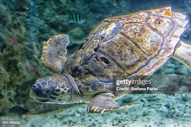 216 Tartaruga Stock Photos, High-Res Pictures, and Images - Getty