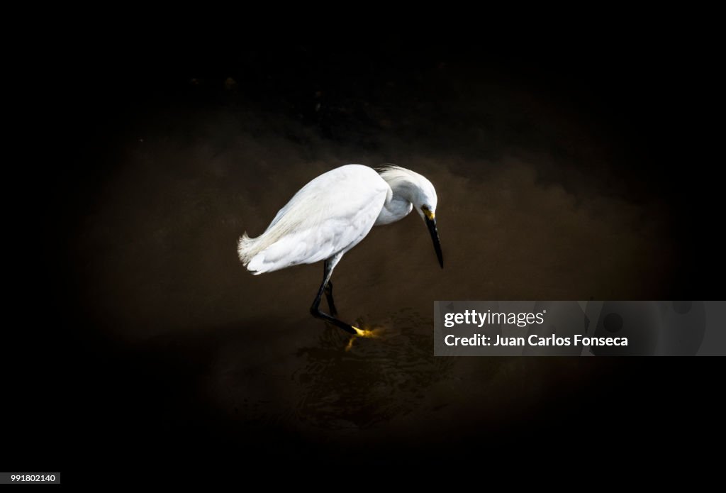Garceta Nivosa (egretta thula)