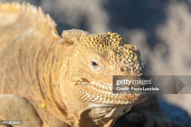 close up - galapagos land iguana stock pictures, royalty-free photos & images