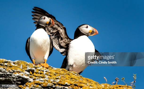 atlantic puffin pair, ile aux perroquet, quebec - perroquet stock pictures, royalty-free photos & images
