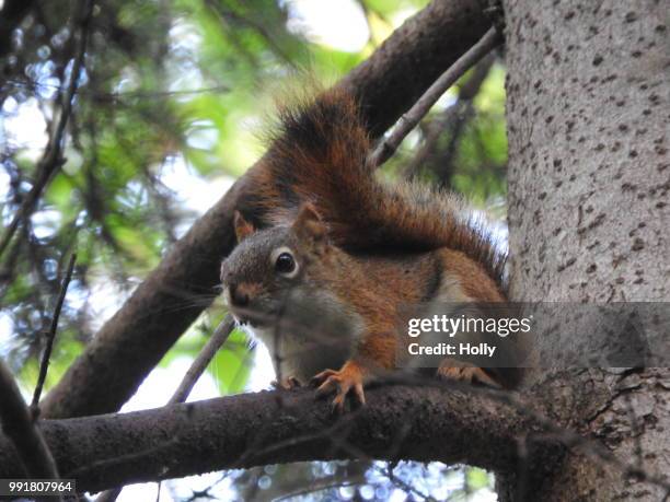 american red squirrel - american red squirrel stock pictures, royalty-free photos & images