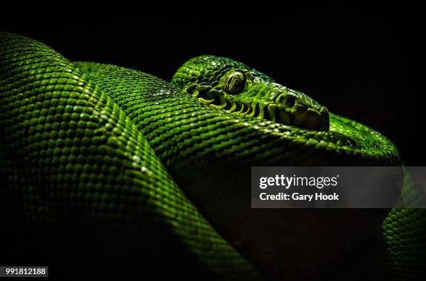 Green Python Coils 547 Green Tree Python Stock Photos, High-Res Pictures, and Images ...