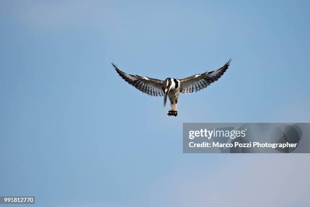 hovering - pied kingfisher ceryle rudis stock pictures, royalty-free photos & images