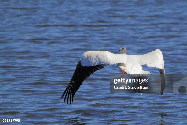 go, pelican! - de boer bildbanksfoton och bilder