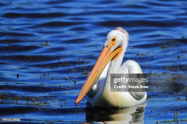 pelican 2 - broer foto e immagini stock