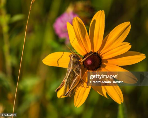 oh no...that flower is bugged! - darvish stock-fotos und bilder