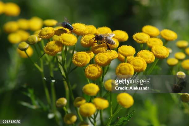 yellow flowering common tansy - tansy stock pictures, royalty-free photos & images