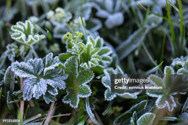 frozen grass leaf - somnuk krobkum stock-fotos und bilder