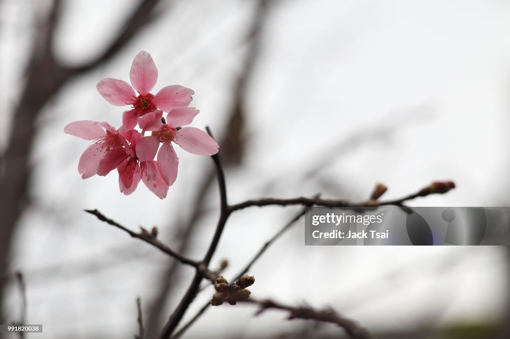 Sakura