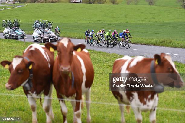 70Th Tour De Romandie 2016, Stage 5Illustration Illustratie/ Landscape Paysage/ Peloton Peleton/ Country/ Cows/ Bardet Romain / Kelderman Wilco /...