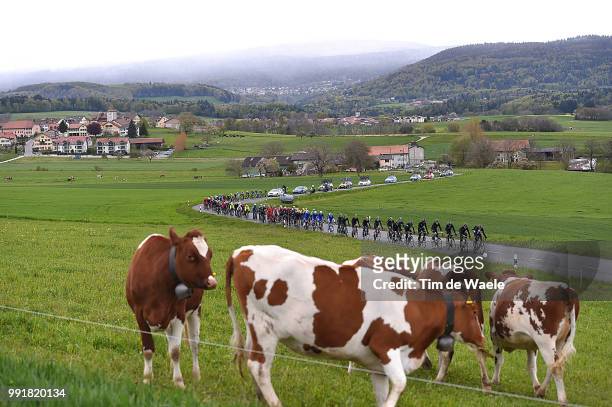 70Th Tour De Romandie 2016, Stage 5Illustration Illustratie/ Landscape Paysage/ Peloton Peleton/ Country/ Cows/Ollon - Geneve /Etape Rit Tdr,