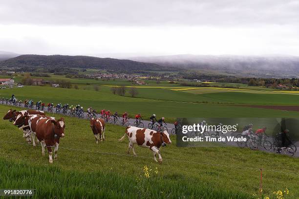 70Th Tour De Romandie 2016, Stage 5 Illustration Illustratie, Peleton Peloton, Cow Vache Koe, Landscape Paysage Landschap, Ollon - Geneve / Etape Rit...