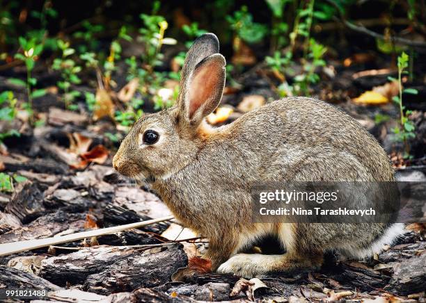 honey bunny)) - cottontail stock pictures, royalty-free photos & images