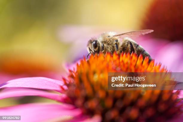 bee in garden - hoogeveen fotografías e imágenes de stock