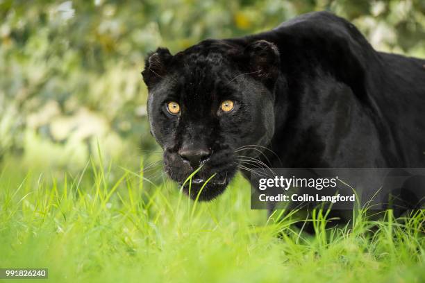 black jaguar series - black panther stock-fotos und bilder