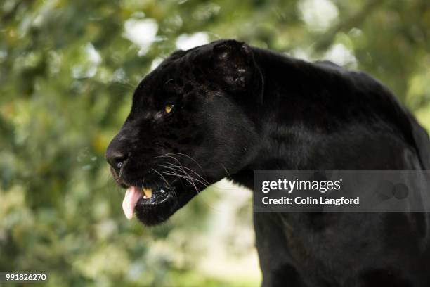 black jaguar series - black leopard stock pictures, royalty-free photos & images