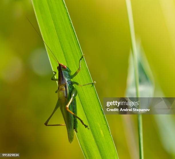 Small Insect Alien 344 Alien Bugs Stock Photos, High-Res Pictures, and Images - Getty Images
