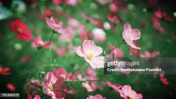 cosmos - bartholomew stock pictures, royalty-free photos & images