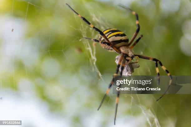 argiope bruennichi - venomous spider - getingspindel bildbanksfoton och bilder
