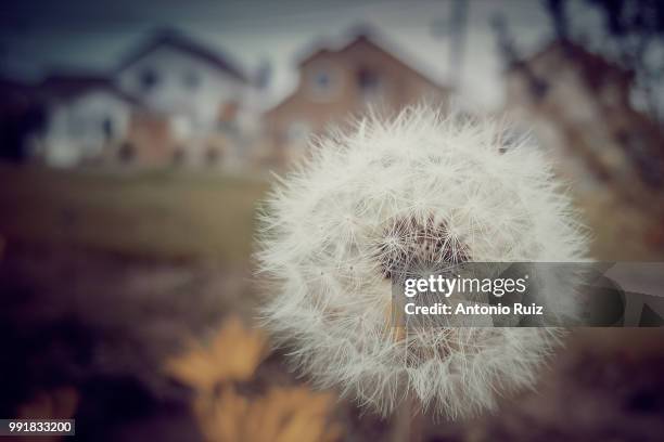 la serena,chile - la serena stock pictures, royalty-free photos & images